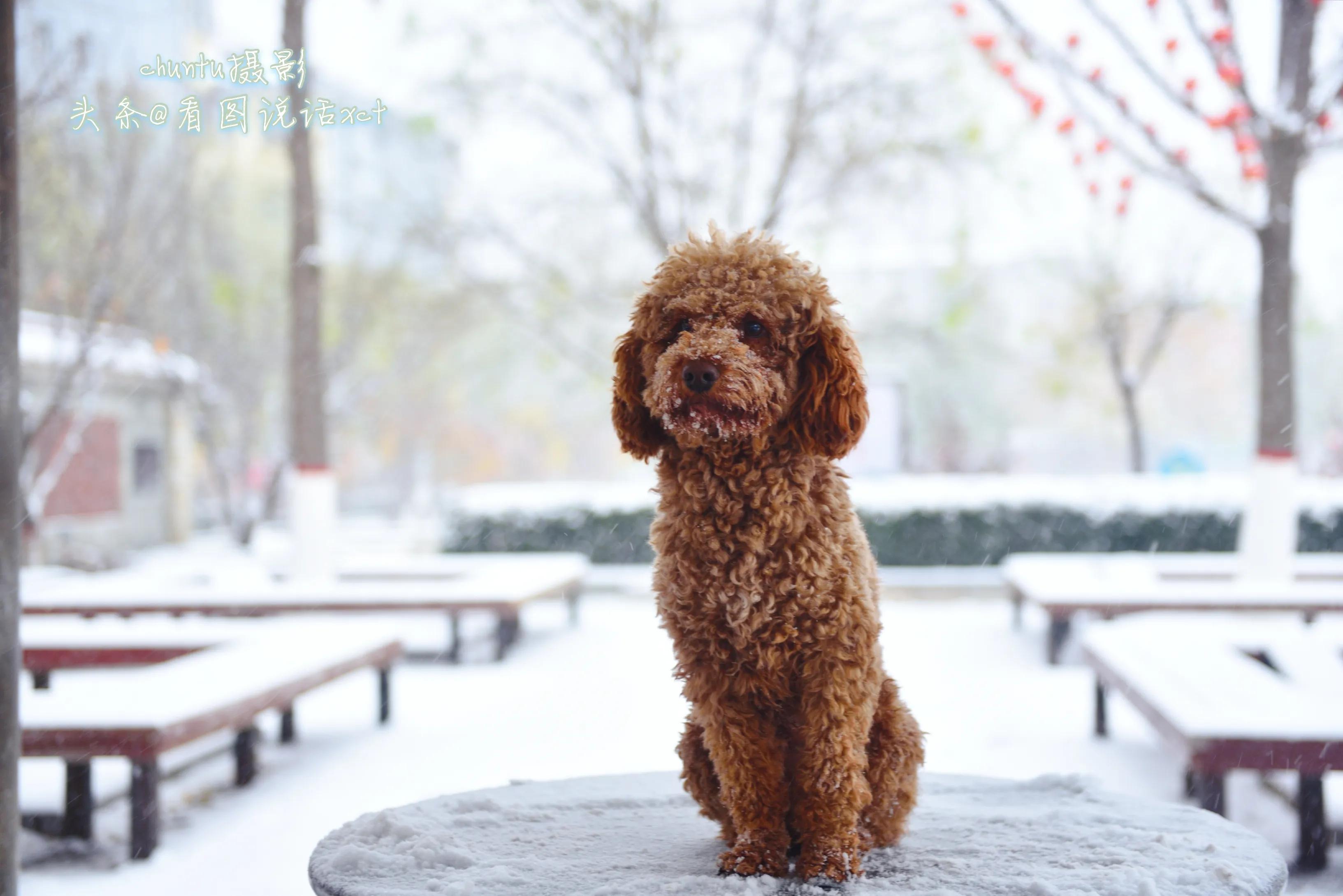 青龙下雪的情景,青龙县今天下雪了吗