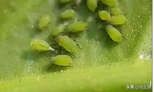 家庭防治虫害的最佳方法,病虫害防治小妙招