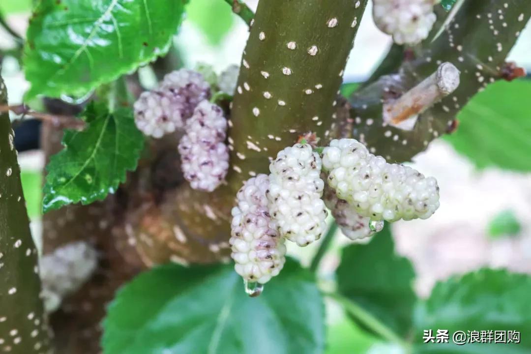 四季果桑有几个品种,新手种果桑哪个品种最好