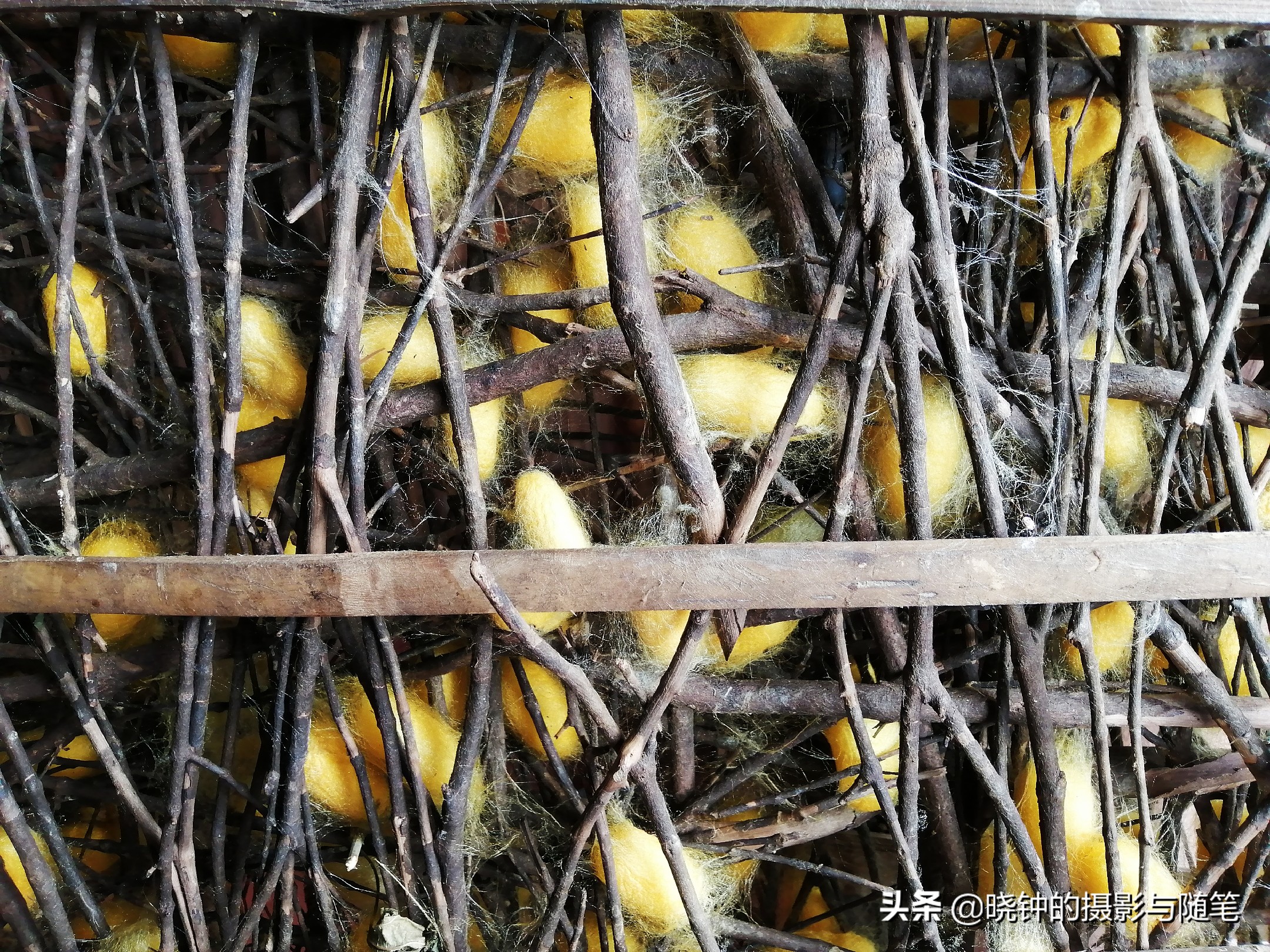 越南丝绸国营品牌,越南芽庄丝绸