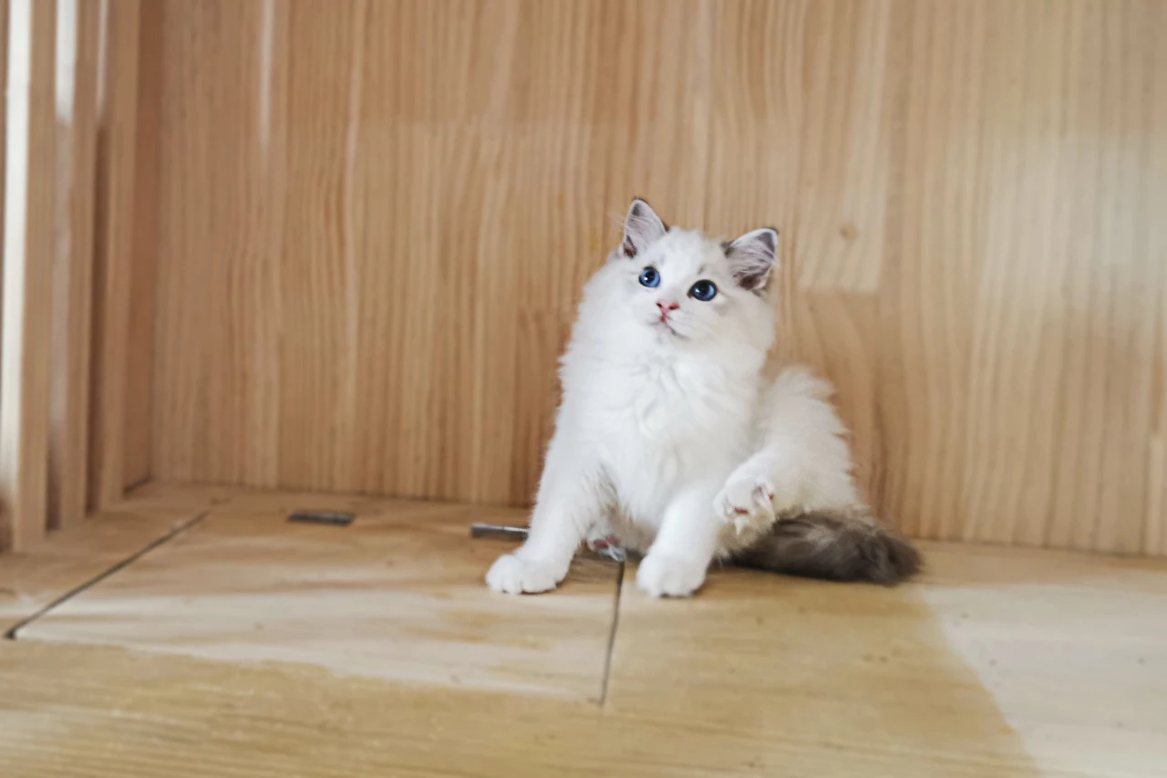 几百元的布偶猫有问题吗,价值百万的赛级布偶猫