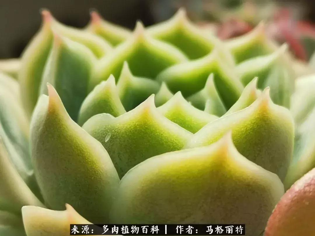 北方阳台多肉怎么过冬,北方阳台多肉