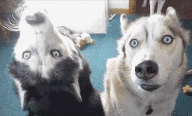 蜱虫在猪身上有什么危害,蜱虫的危害用什么药能除