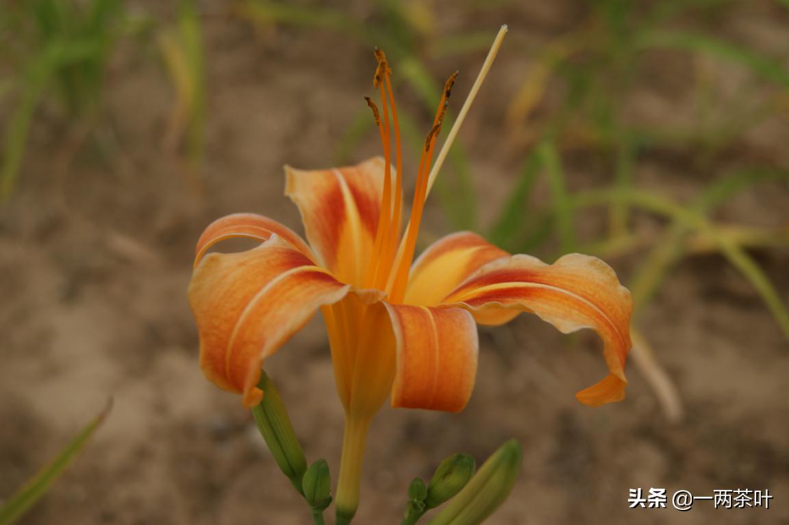 鲁西南方言杂谈-麻胡