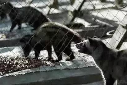 只为一串佛珠，他活剥了我妈的皮：人心有多可怕，你根本想象不到