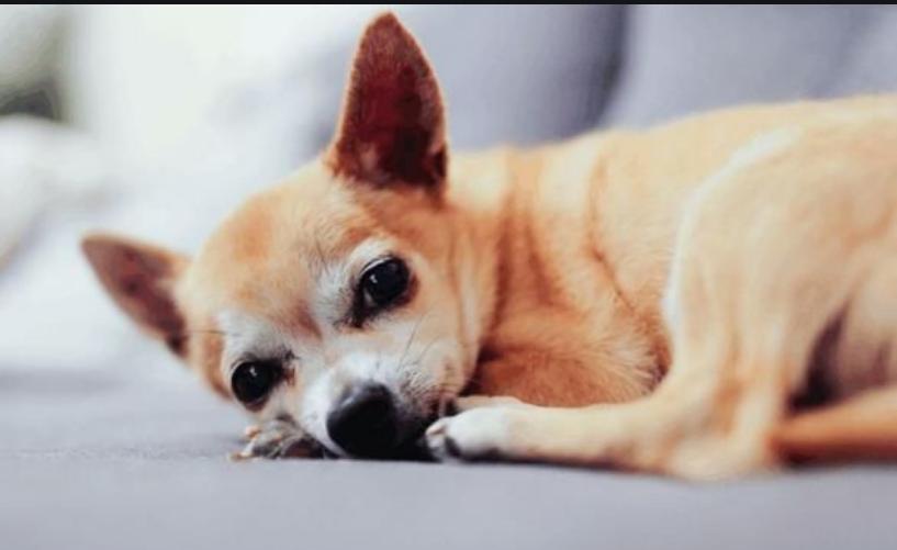 小狗拉暗红色稀水,小狗吐黄绿色的沫不吃东西