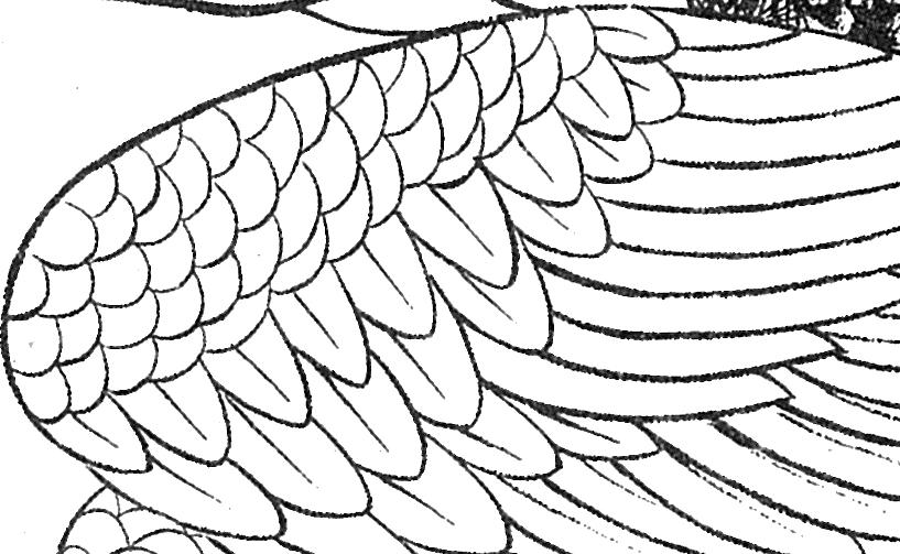 仙鹤桃子工笔白描稿,工笔画仙鹤高清图上色步骤图