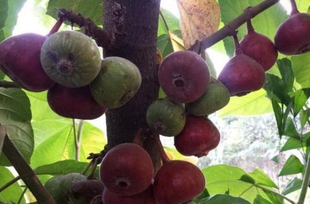 无花果只有叶子没有果子,纯天然无花果的味道