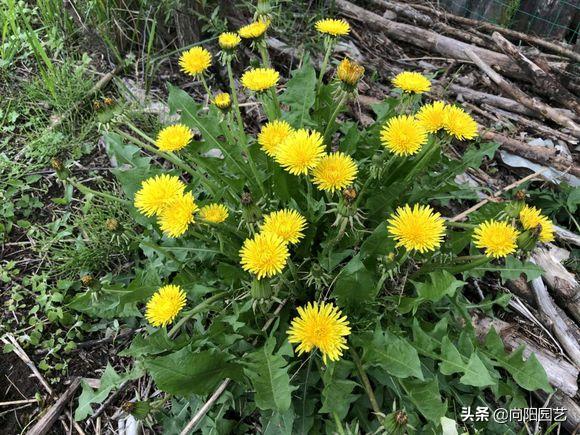 山上采摘的婆婆丁能喝吗,婆婆丁能和苦姑娘一起喝吗