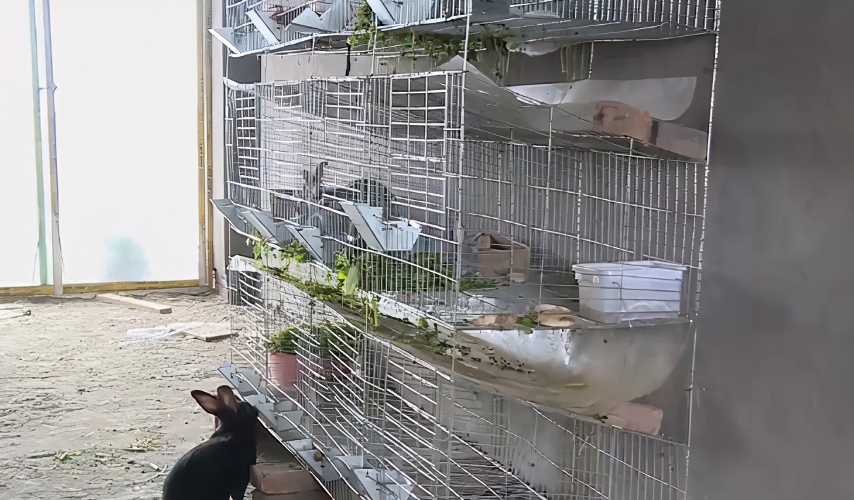 邻居天天因为楼道养兔子吵架,楼上养鸽子楼下住户苦不堪言