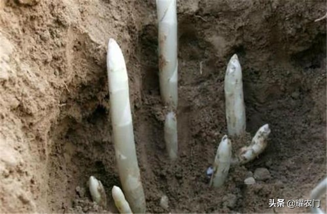 白芦笋种植产量,白芦笋最低产量