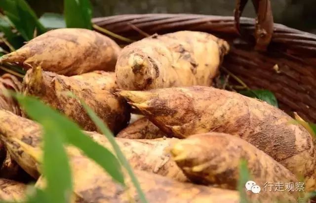 人间美味之冬笋,人间美味嫩笋