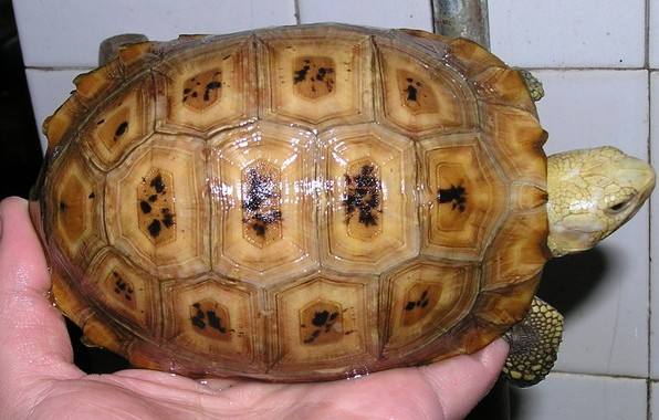 世界陆龟图鉴,世界稀有物种陆龟