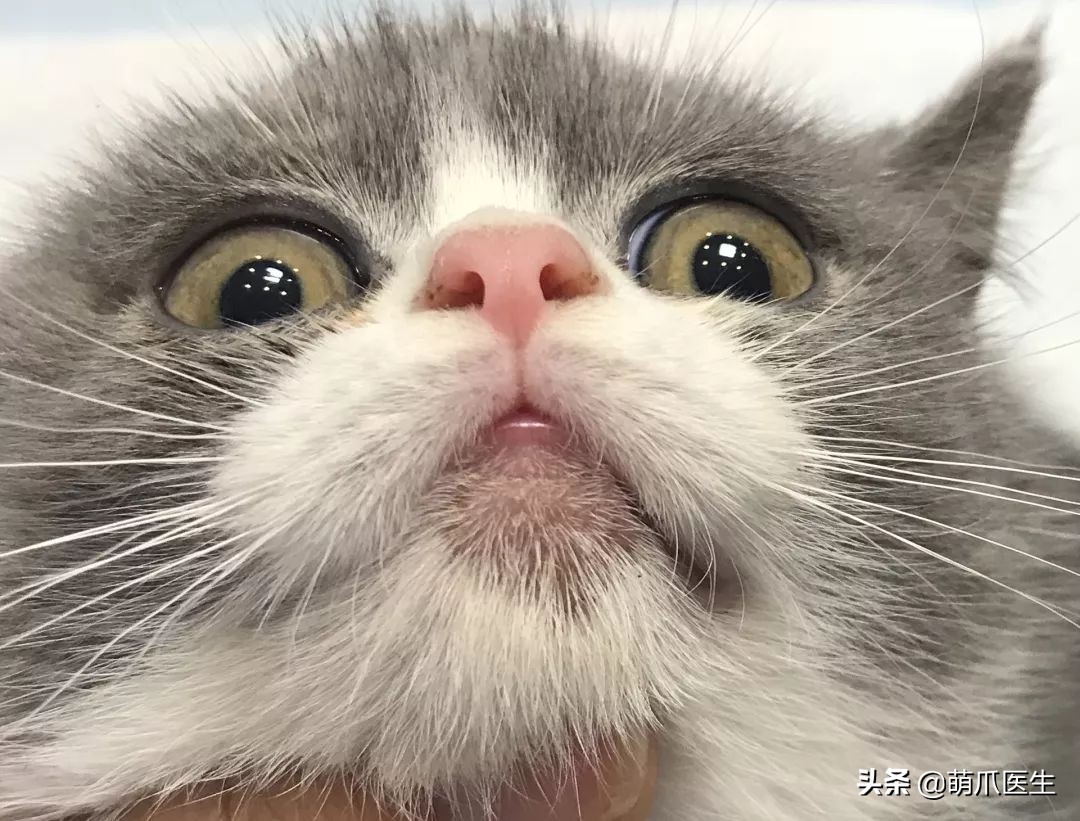 猫咪居然“长黑头”！？是家里太脏了吗！