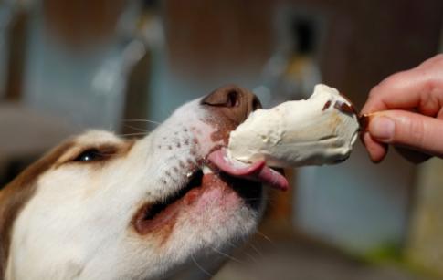 狗的七大禁忌食物,狗的十大禁忌食物一览表