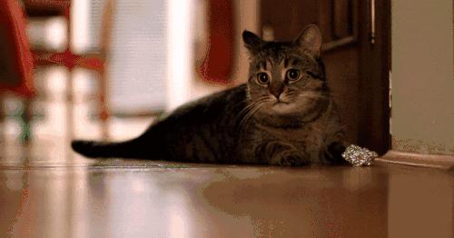 猫的姿态美,猫的姿态怎么描写