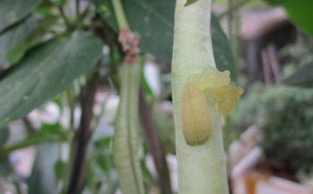 豆角钻心虫打什么药效果最好,豆角生长过程中如何防治病虫害