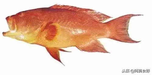 便宜常见海鲜鱼有哪些,各种名贵鱼的种类