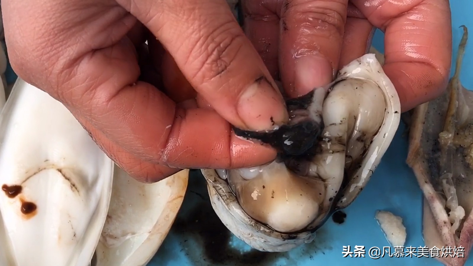 海兔墨鱼和八爪鱼哪个好吃,八爪鱼墨鱼鱿鱼海兔