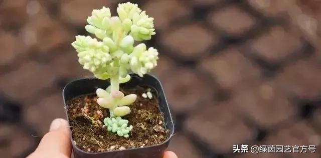 多肉开花怎么办呢,多肉开花的原因和解决方法