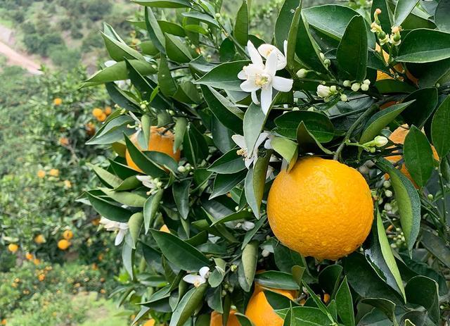 增强碱性体质的蔬菜水果有哪些,夏天再没钱也必吃的五种碱性水果