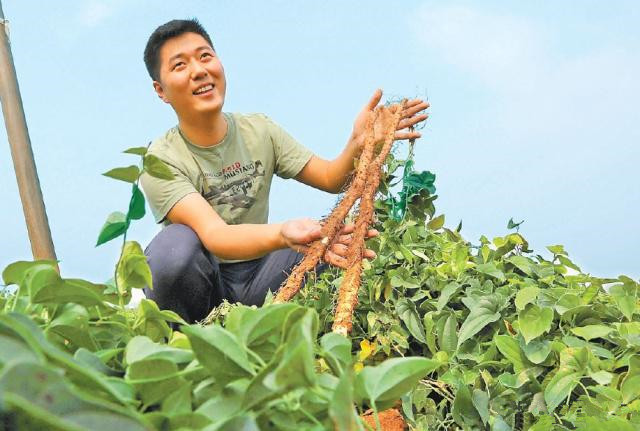 山药打孔种植方法和技术,管道无土栽培山药种植方法