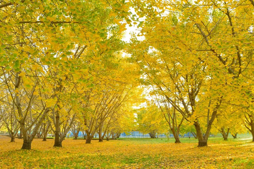 满大街的银杏树到底濒危在哪里,银杏树为什么濒临灭绝