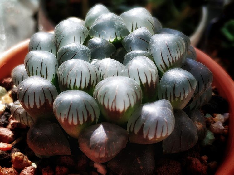 记录多肉长大的全过程,记录所有多肉成长过程