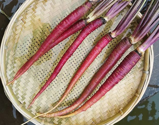 花青素甜脆萝卜,维c含量高的野果