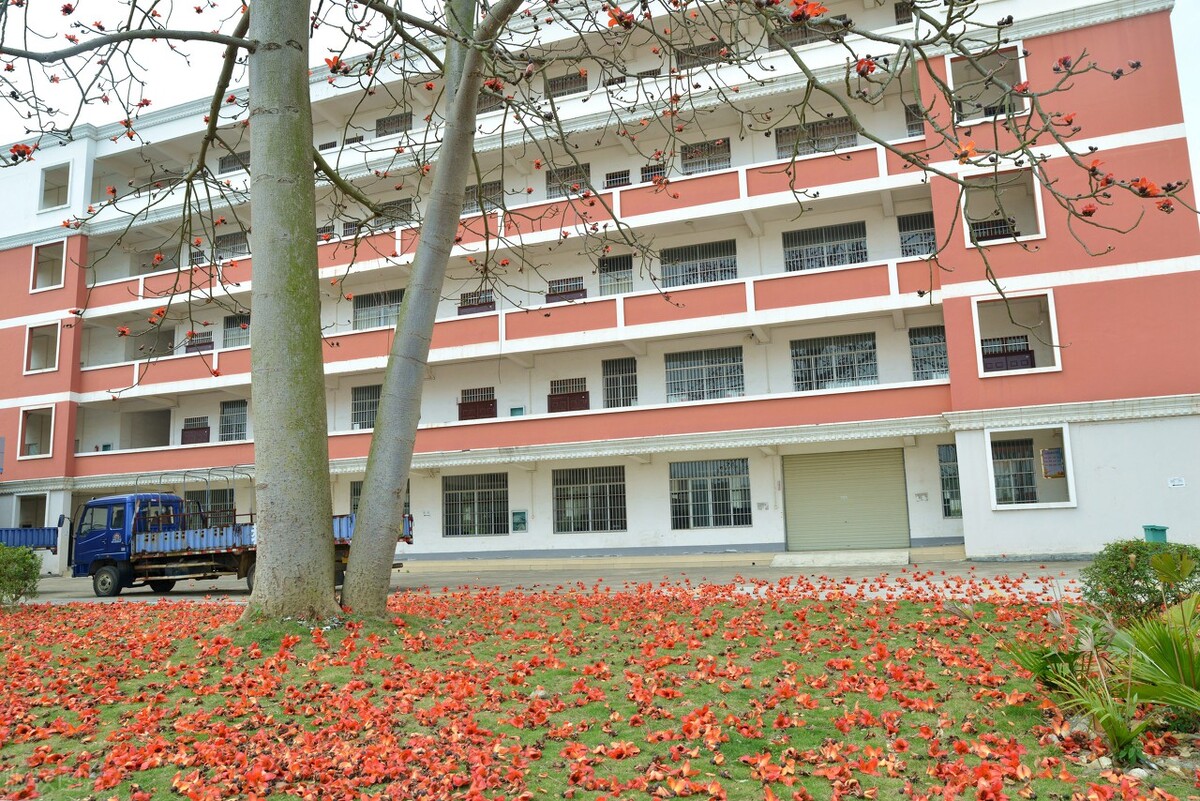 木棉花开,花开千年,叶落千年,花与叶生生相错。注定了结局?