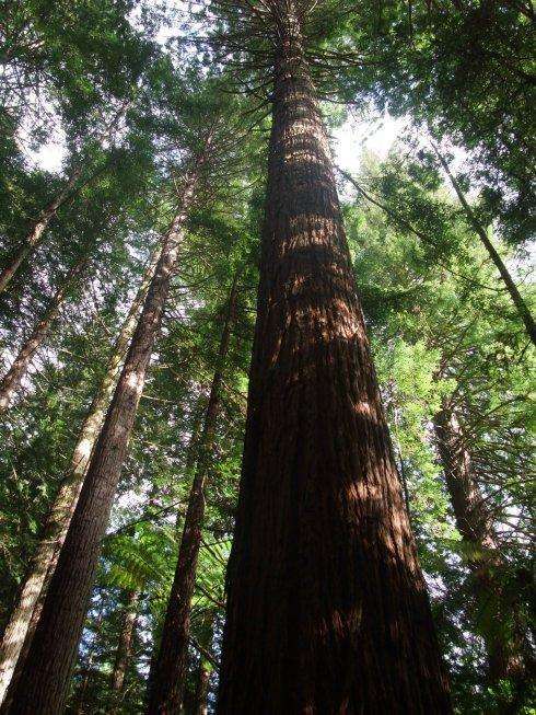 棺材坑深度有什么讲究,农村做棺材有什么讲究