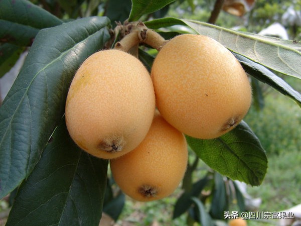 枇杷品种哪种最好,枇杷最好的品种是哪种