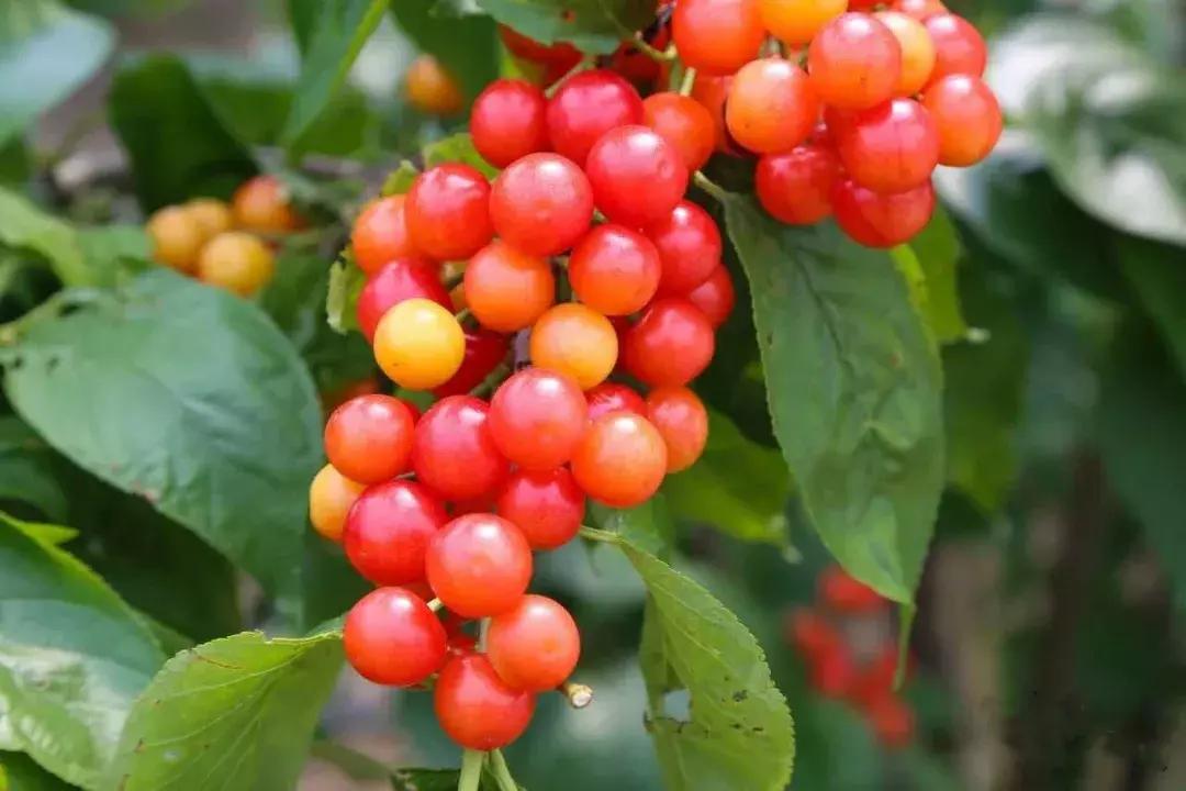 宁波横溪樱桃采摘,宁波周边樱桃采摘