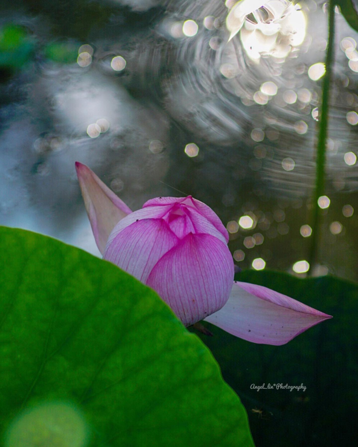 二十四节气立夏ppt课件免费,二十四节气立夏的诗句古诗