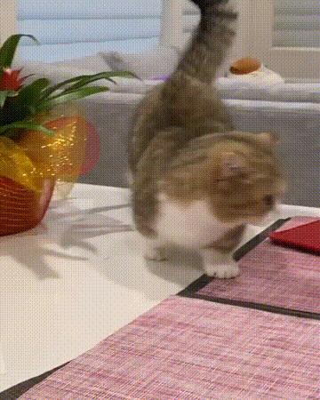 养猫首选这几种猫既便宜又好养,养猫最建议养什么猫