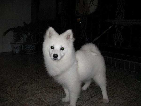 常见狗狗价格排行,狗狗价格以及品种大全