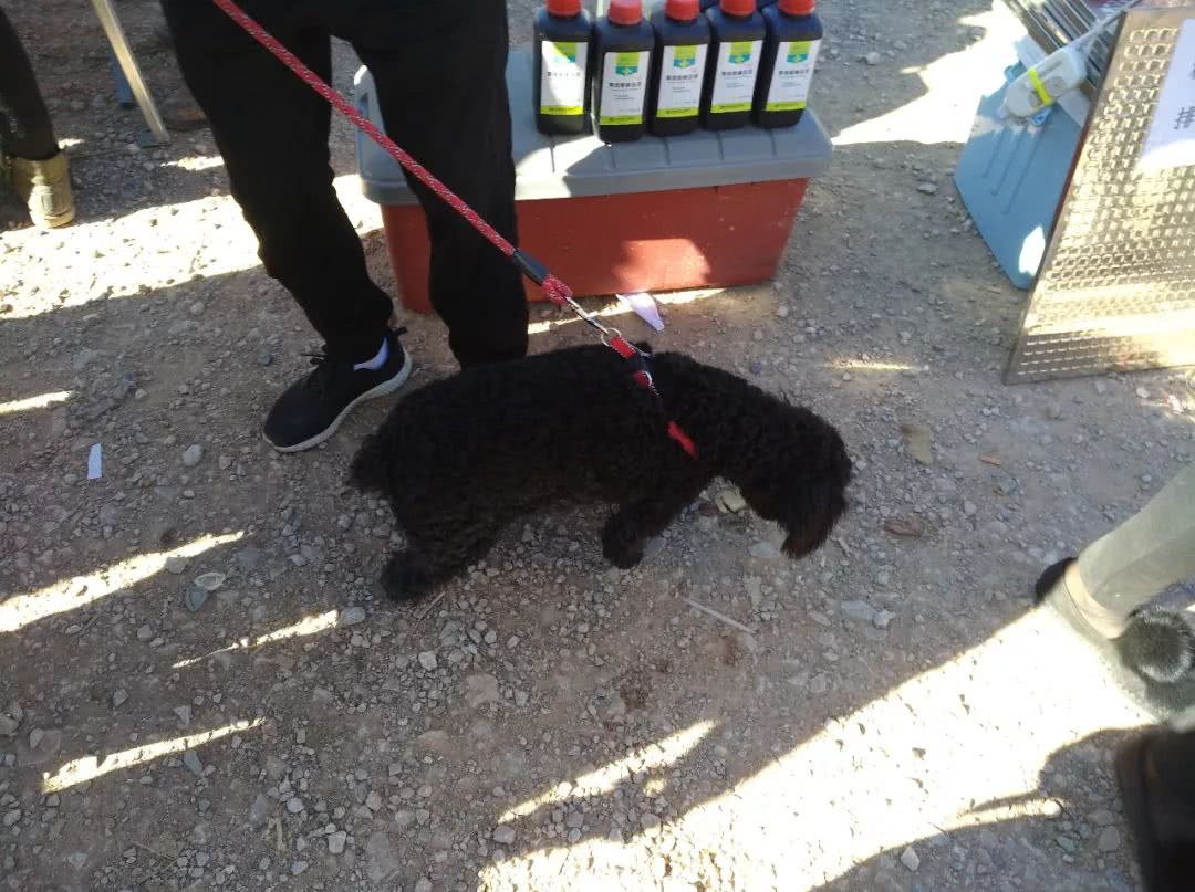 500元在宠物店买的泰迪狗,狗贩子贩卖泰迪犬