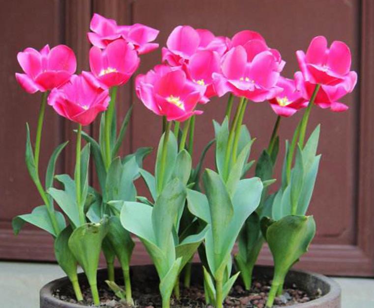 居家最适合摆放的花卉,最好的屋子里面摆放的各种花卉