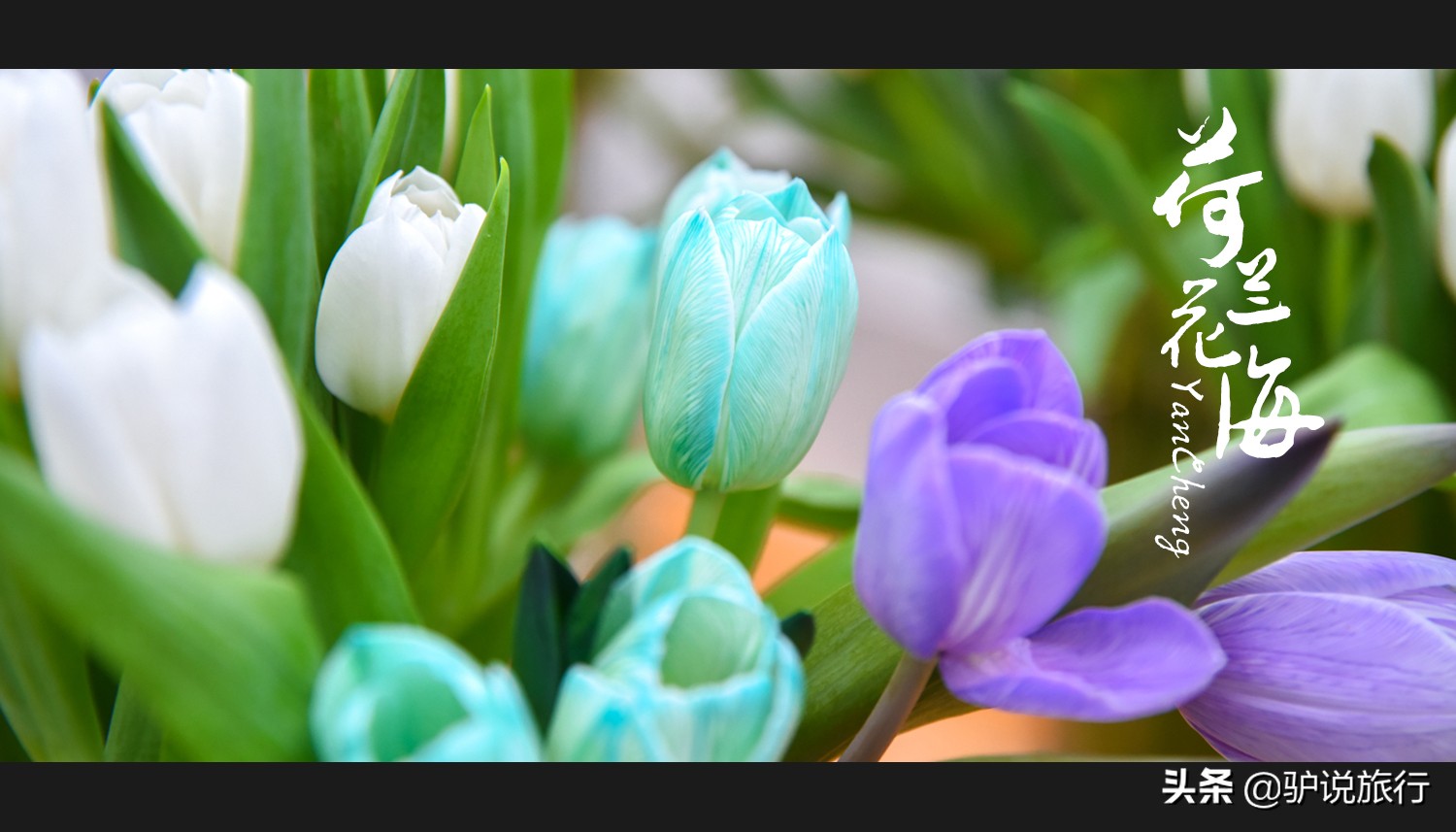 郁金香中国,中国郁金香第一花海