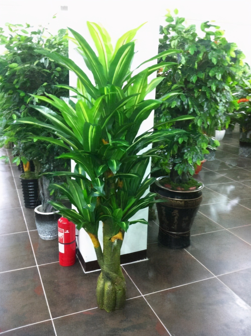 巴西木能晒种吗,种巴西木有什么好处