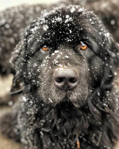 国外狗妈妈，养了9只暖心纽芬兰犬，这样的生活太“疯狂”