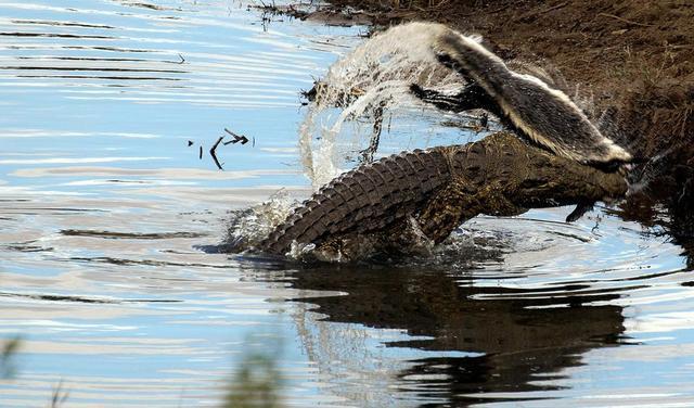 平头哥天敌蜜獾是什么,平头哥蜜獾的4大天敌