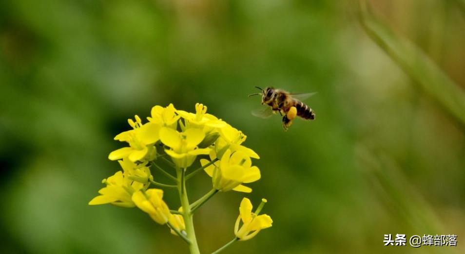 怎么防止蜜蜂偷蜂窝被抓,防蜜蜂飞逃绝招