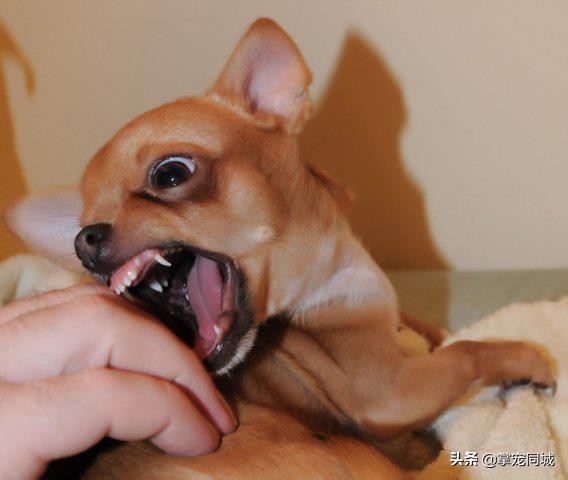 被宠物狗咬伤后的正确处理方法,狗咬伤处理指南