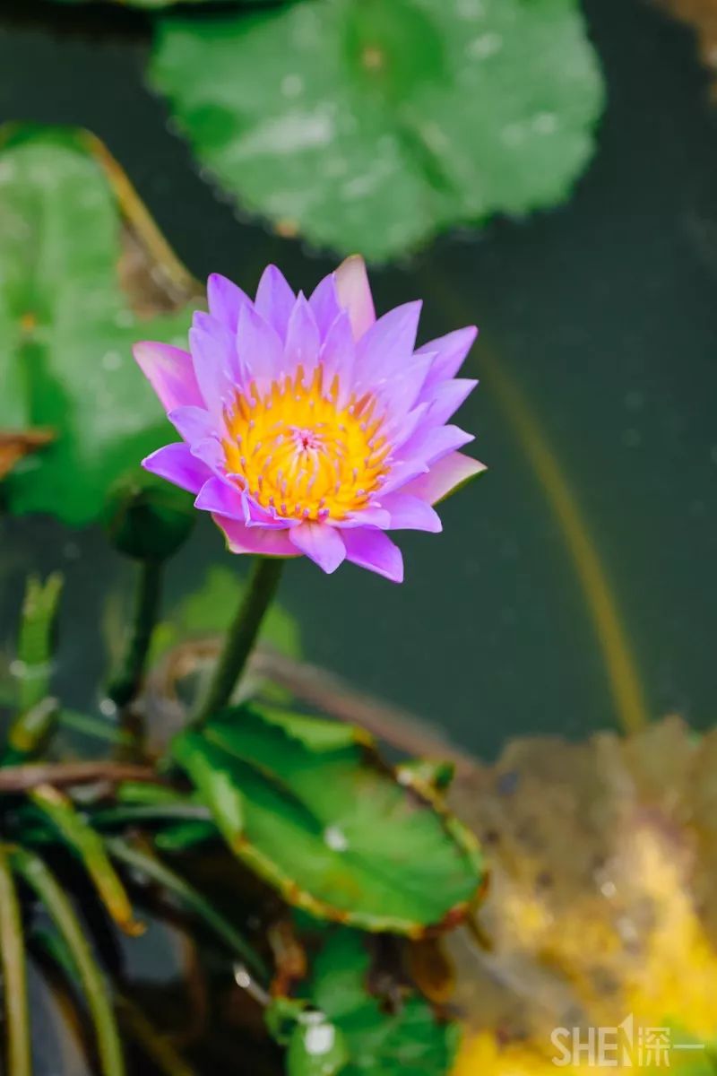 现在的蛇口,南头蛇口