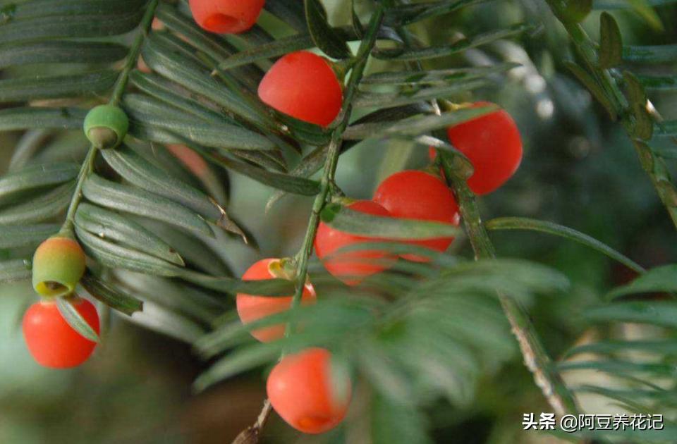 红豆杉怎么才能长得好,红豆杉的盆栽能活吗有毒吗