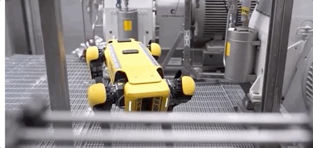 网红大黄狗狗,160万网红大黄狗