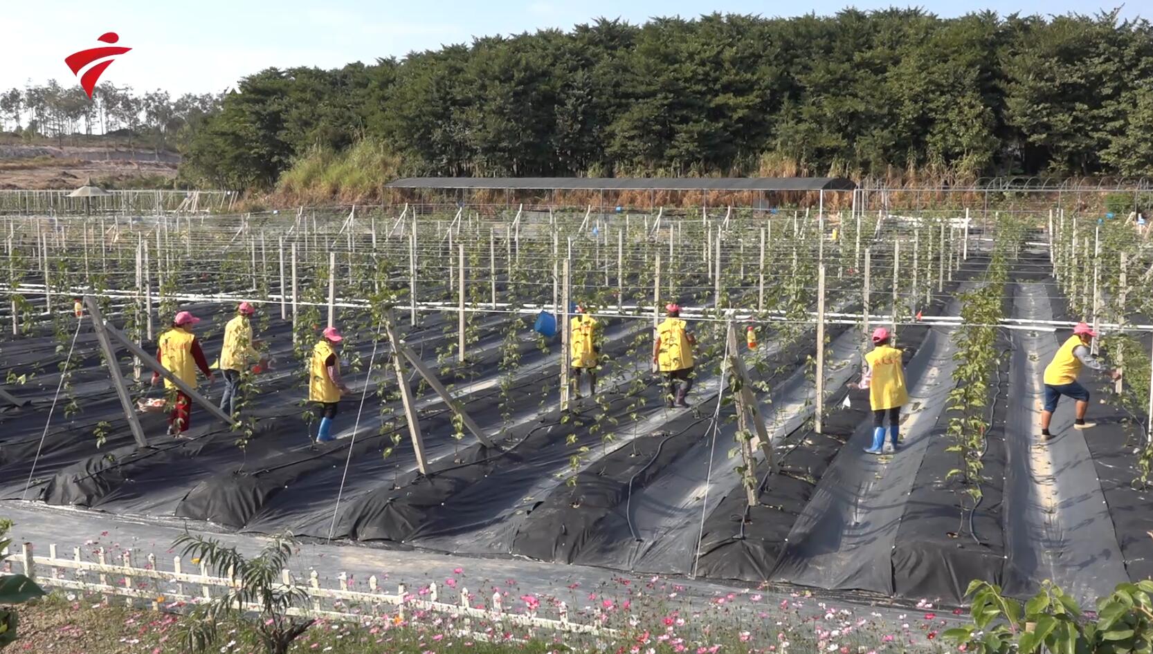 龙景农业,广东新闻联播经济社会发展