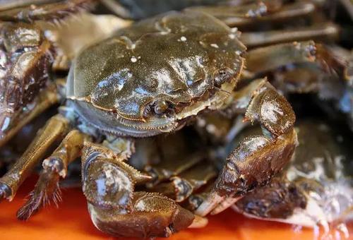 液氮冰鲜螃蟹好还是活螃蟹好,液氮急速冷冻螃蟹