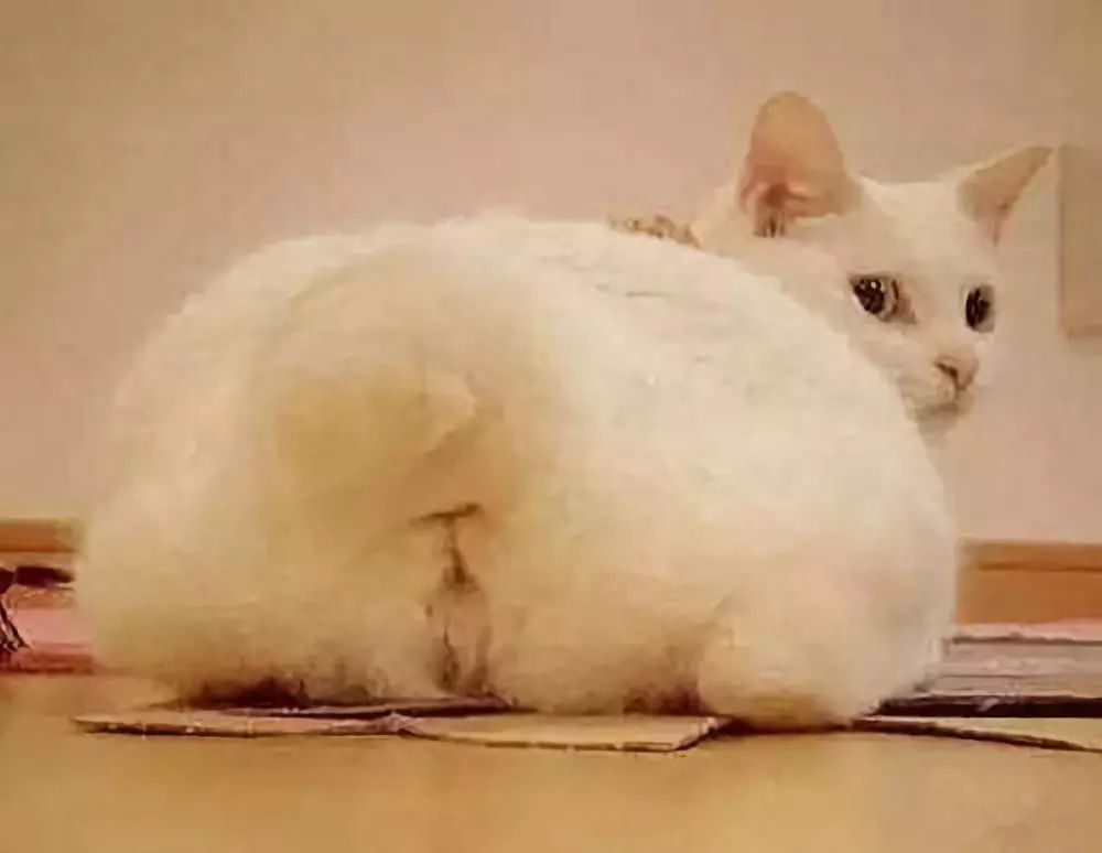 猫咪防发情用棉签？铲屎官听信网友错误建议，导致猫咪严重受伤！